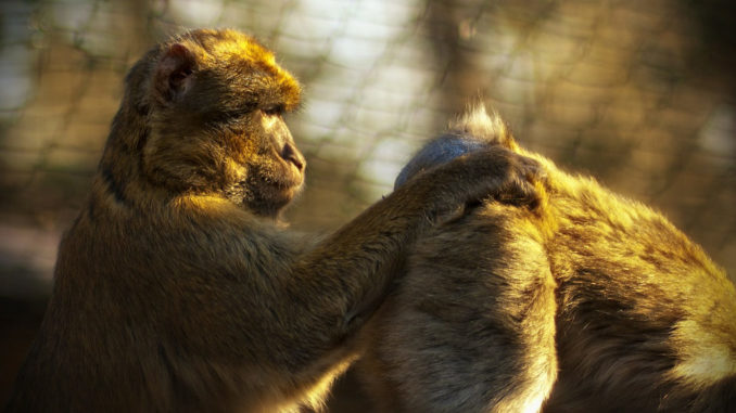 affe zoo affen tier säugetier affenbaby