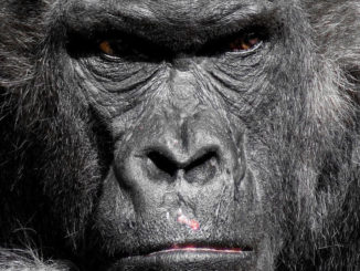 gorilla affe menschenaffe zoo silberrücken grimmig