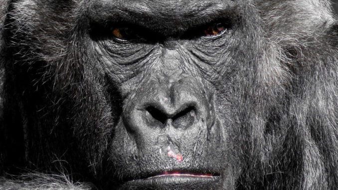 gorilla affe menschenaffe zoo silberrücken grimmig