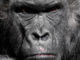 gorilla affe menschenaffe zoo silberrücken grimmig