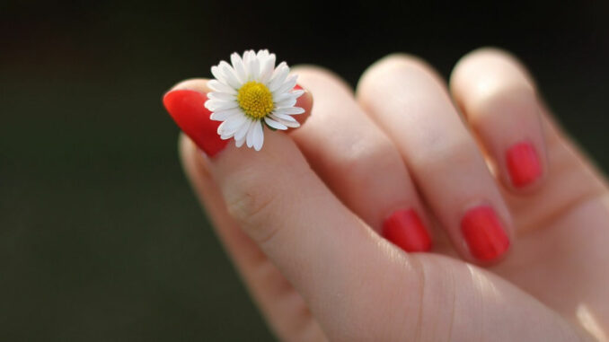 hand gänseblümchen blume finger fingernägel