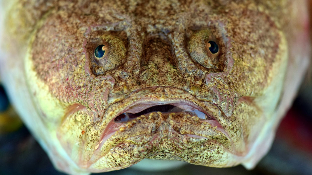 Fischkopf Mein Profilbild | Fischkopf im Test 2020 – LRRVG