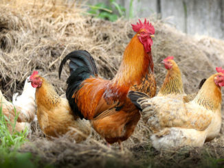 hahn bauernhof dorf huhn polygamie