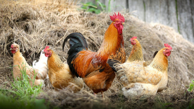 hahn bauernhof dorf huhn polygamie