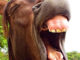 pferd hengst tier lachend gähnend humorvoll braun amtsschimmel